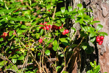 lingonberries in green forest bed in summer