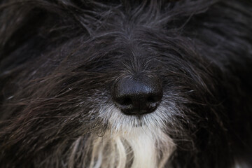 The nose of a black and white lapdog. Good scent.