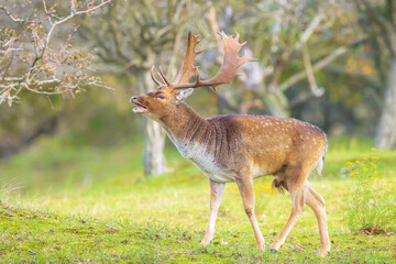 Fototapeta premium Fallow deer stag rut during Autumn season.