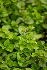 Fresh green mint plants in growth at field