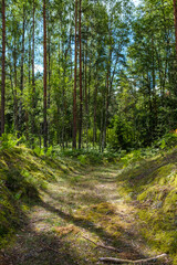 Fototapeta na wymiar tourist trail in forest in autumn