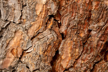 Close-up of tree trunk, background