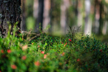 lingonberries in green forest bed in summer