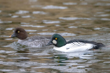 Closeup of a common goldeneye male Bucephala clangula waterfowl
