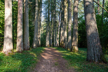 Obraz premium tourist trail in forest in autumn