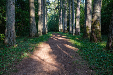 tourist trail in forest in autumn