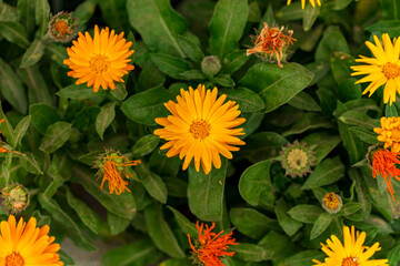 Spring and summer flowers in a garden. nature and plant background, banner.
