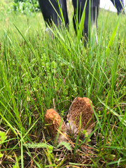 Morel mushrooms at the meadow in spring close up