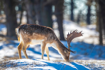 Fallow deer stag Dama Dama foraging in Winter forest snow