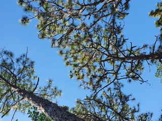 tree branches against blue sky