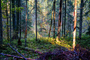 dark autumn forest with tree trunks