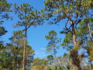 trees and sky