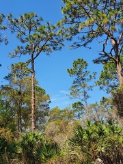 trees in the park