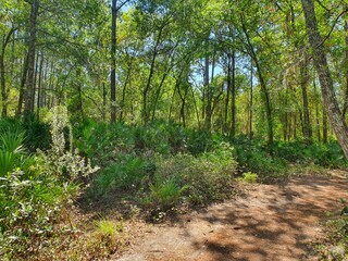 rows of trees