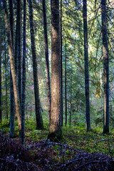 Fototapeta na wymiar dark autumn forest with tree trunks