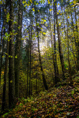 Fototapeta na wymiar dark autumn forest with tree trunks