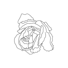 Rose flower. Sketched vector illustration.