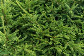 Green spruce's branches as background on sunny day