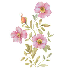 Watercolor illustration of rosehip flowers. Branch with pink flowers isolated on white background. Botanical composition of flowers and leaves for print, postcard and wallpaper.