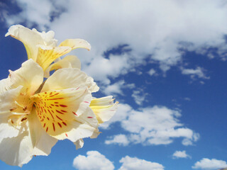 flores: flor hermosa en un paisaje de cielo azul y nubes 