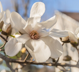 magnolia tree blooms in early spring spring   © vermontalm