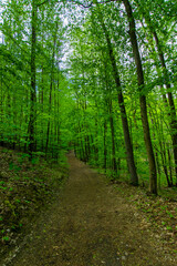 Fototapeta premium path in the forest (Buckow, Märkische Schweiz, Brandenburg, Germany)