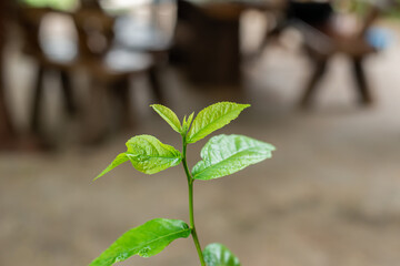 Tree tops with green leaves