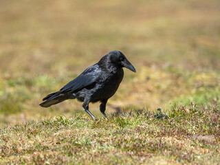 Carrion Crow Searching for Food