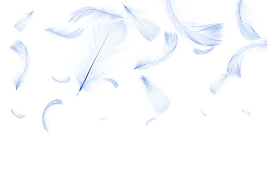 Feather falling. Nature abstract bird feather texture closeup falling on white background for pattern wallpaper. Glamorous sophisticated airy artistic image isolated on white.
