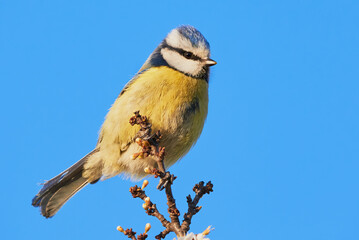 Eurasian blue tit sitting on a branch in spring season ( Cyanistes caeruleus )	