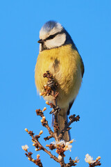 Eurasian blue tit sitting on a branch in spring season ( Cyanistes caeruleus )	