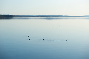 Obraz na płótnie Canvas black headed seagulls in calm water
