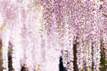朝日が射し込む藤の花すだれ