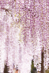 朝日が射し込む藤の花すだれ