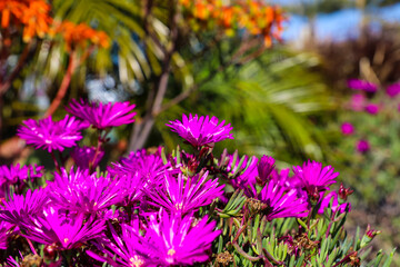 gorgeous purple ice plants surrounded by lush green leaves and plants at Dana Strands Beach in Dana Point, California - obrazy, fototapety, plakaty