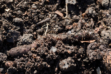 Redhead Worm - Lumbricus rubellus in a garden soil with high levels of organic matter