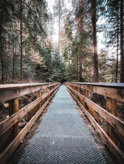 railway in the forest