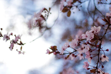 En flor