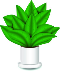 indoor ficus flower in a pot vector