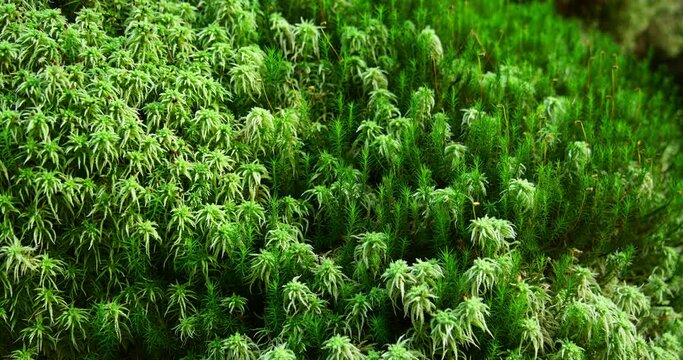 Sphagnum (peat moss) in the forest
