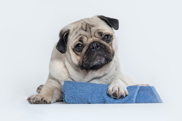pug dog holding a blue towel on white background