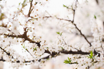 spring blossom