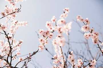 cherry blossom