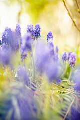 muscari flowers in the garden