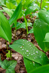 green leaves in the forest with rain drops (Brandenburg, Germany)