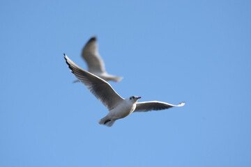 Fototapeta na wymiar flying blackheaded seagulls in blue sky 