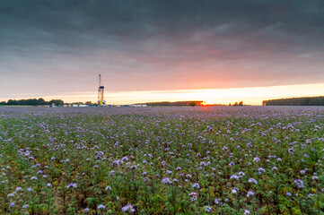 Wiertnia pracująca w plantacji facelii polska / drilling rig working in the phacelia plantation in...