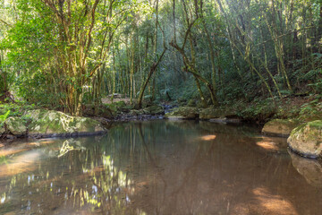 Stream in the forest with stone and plants