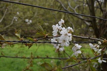 flowering trees in perspective of a fence