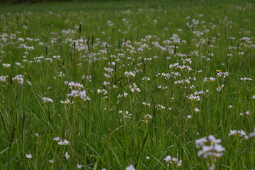 grass and flowers
